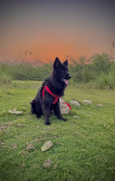 Available for stud service 03404940841