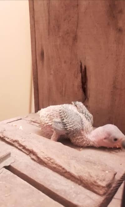 Raw parrot chicks