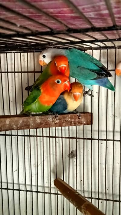 Lovebirds, Love Birds for sale