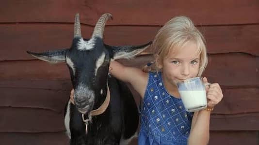 Goat milk 100% pure available