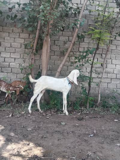 single bakri aala nasal