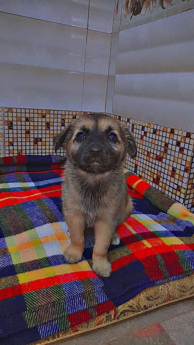 afghan kuchi cross Alsatian female dog heavy bone baby
