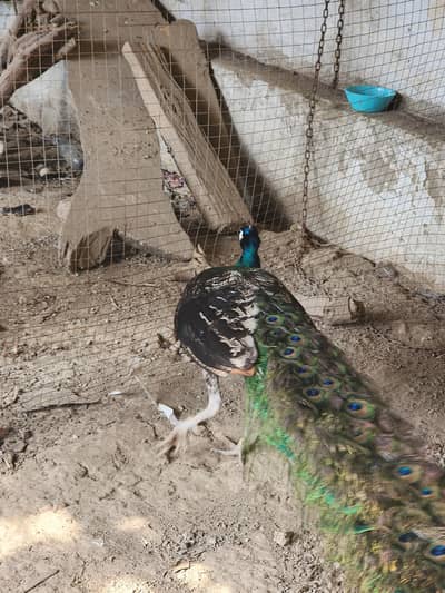 Green pecock for sale