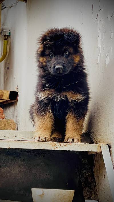 100% Pure Long Coat Guarantee