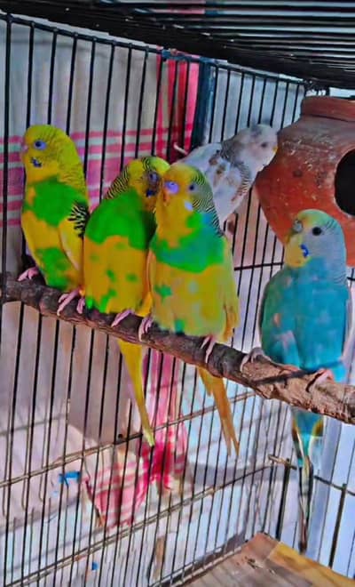 Australian parrot for sale 2 pair 1 female