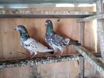 jaaldar teddy pair for sale