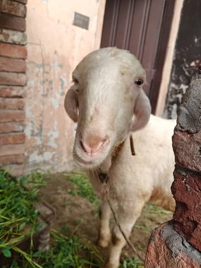 2 mundary chatry for sale 03064244532 es num py rabta kar lyy