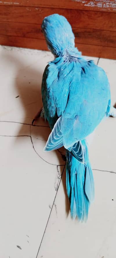 local kashmiri Pahari raw ringneck chicks