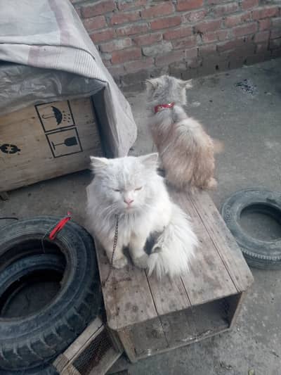 Persian male cat Tripple court punch face for sale