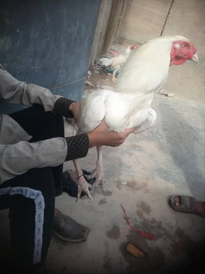 heera shamo cross Aseel