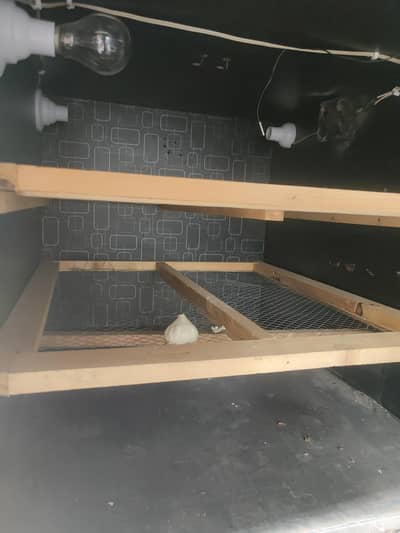incubator
