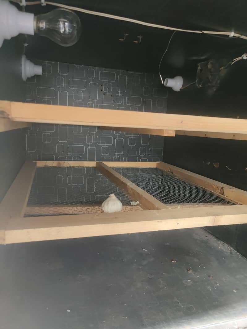 incubator 0