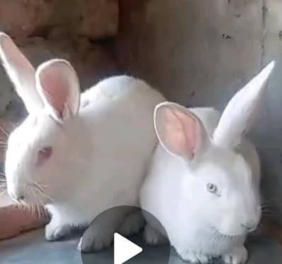 newsziland pure rabbit adult breeder