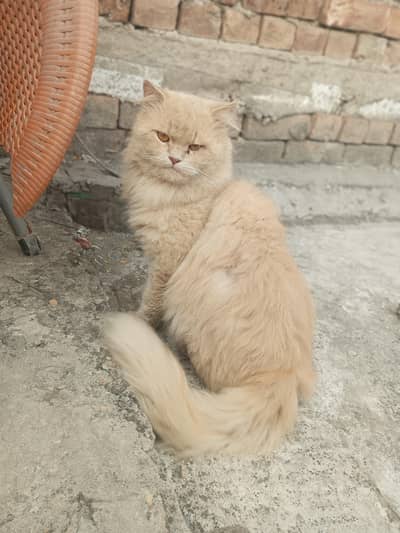 persion Sami Punch face Adult Male