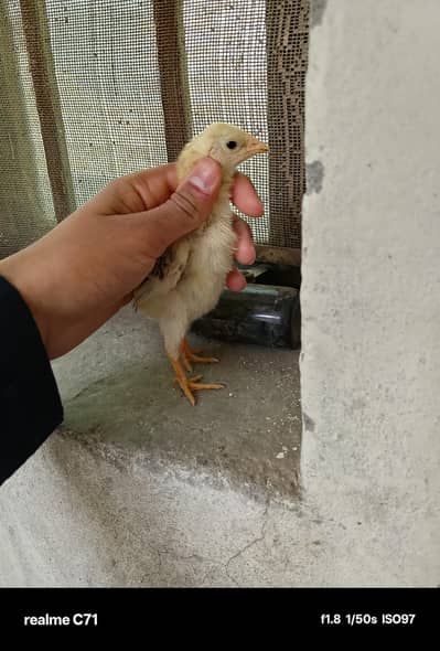 aseel Pakistani chicks Eid offer number