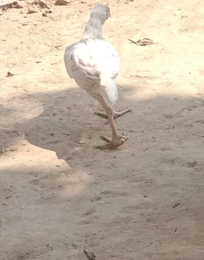 Aseel Heera Murga, Sindhi ,Mianwali