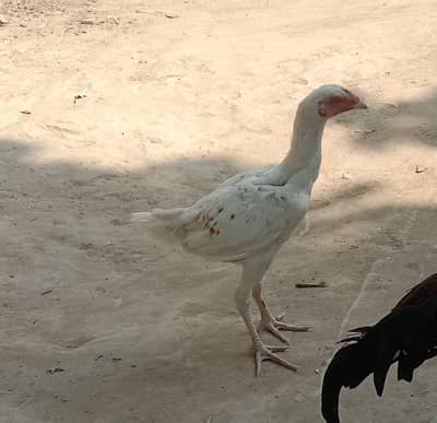 Aseel Heera Murga, Sindhi ,Mianwali