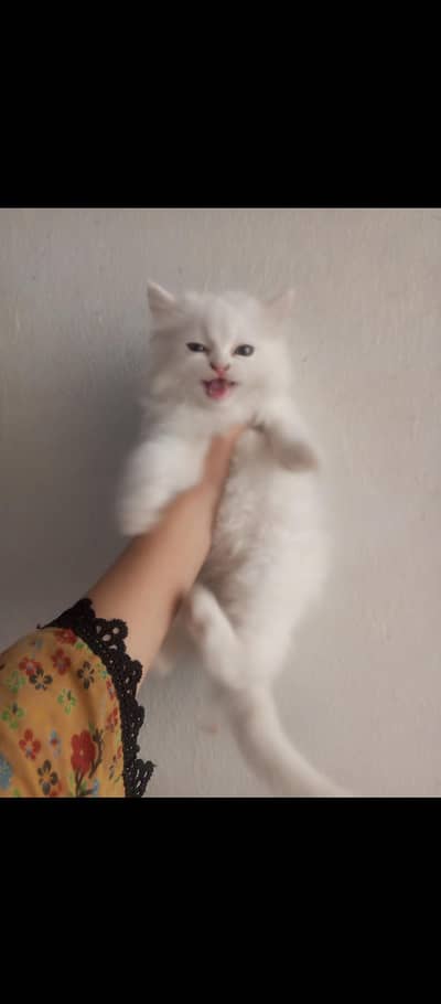 Persian kitten