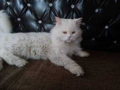 stud male cat