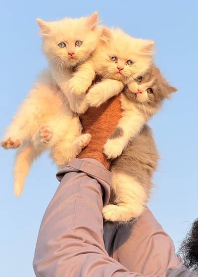Persian Kittens Up For Sale