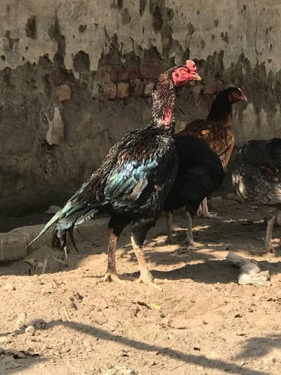 pure Mushky Aseel chicks