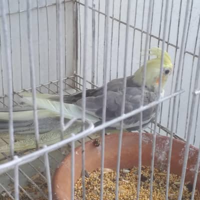 female cocktail ready to breed pearl type cocktail