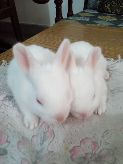 White Rabbits | khargosh Red Eyes for sale