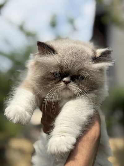 Two female kittens 2 months old for sale