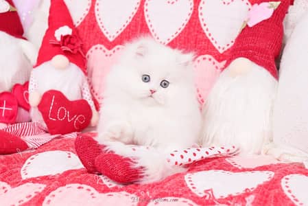 Persian cat for sale my WhatsApp number  0370-36-59-905