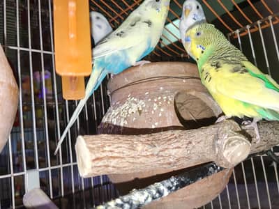 Budgies Pair for Sale