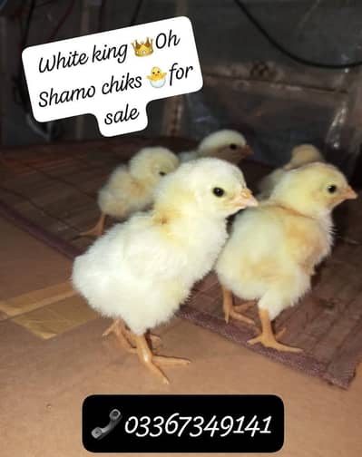Shamo 100% Pure chiks available. . . . . special eid offer. . . 03367349141