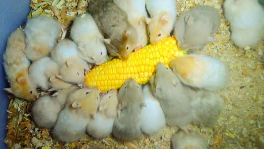 (EID SALE)  Hamster, Wheel & Bottle available,