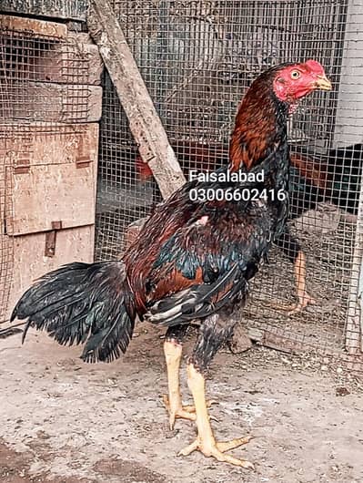 high quality aseel males