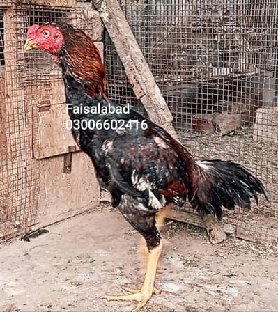 high quality aseel males