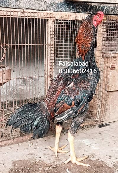 high quality aseel males