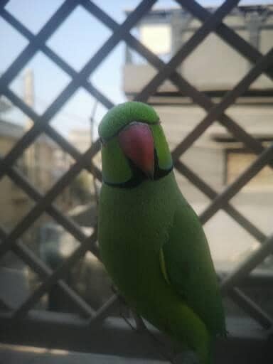 Hand tamed kashmiri parrot