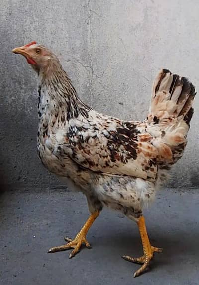 Ghar k pally Desi hens for sale