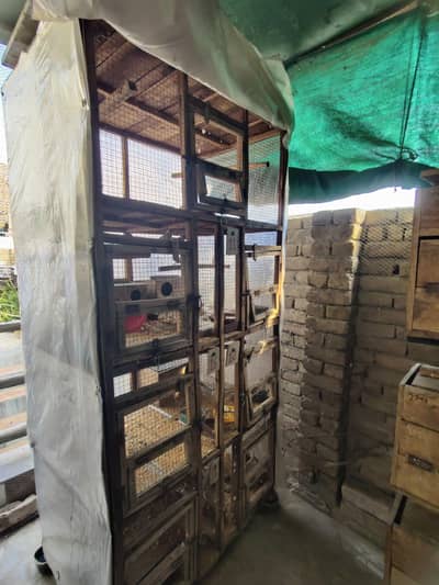 Birds Cages