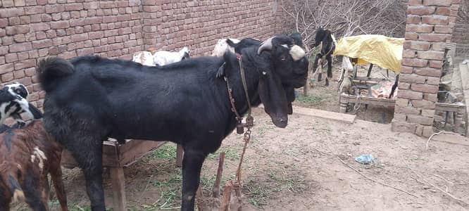 lalal puri black bakra