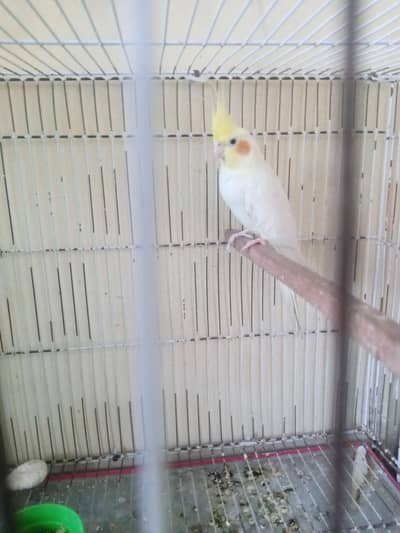 cocktail full breeder pair