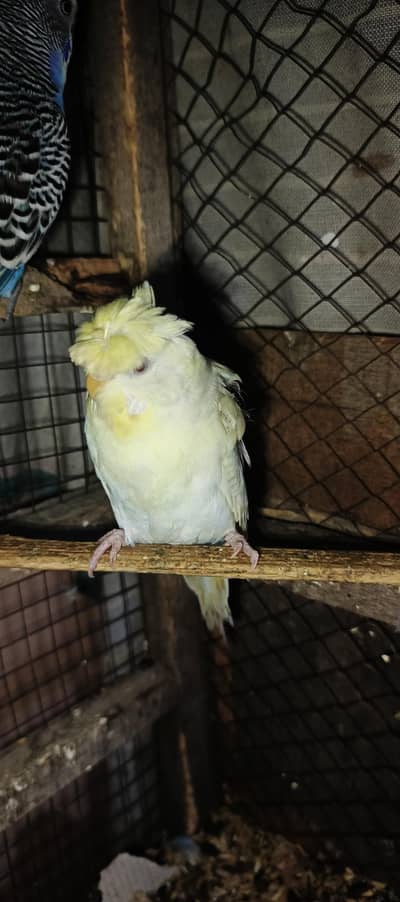 red Eyes Hogoromo Breider Female