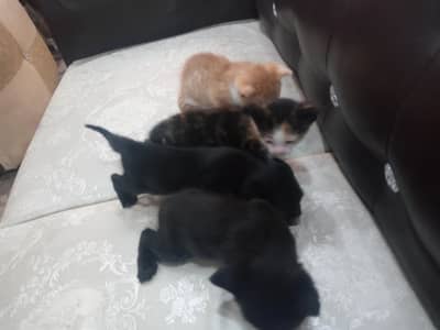 Quality Persian  kittens