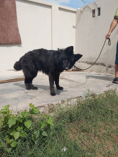 German shepherd black for sale