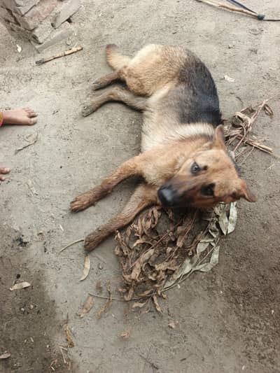 dogs German Shepherd