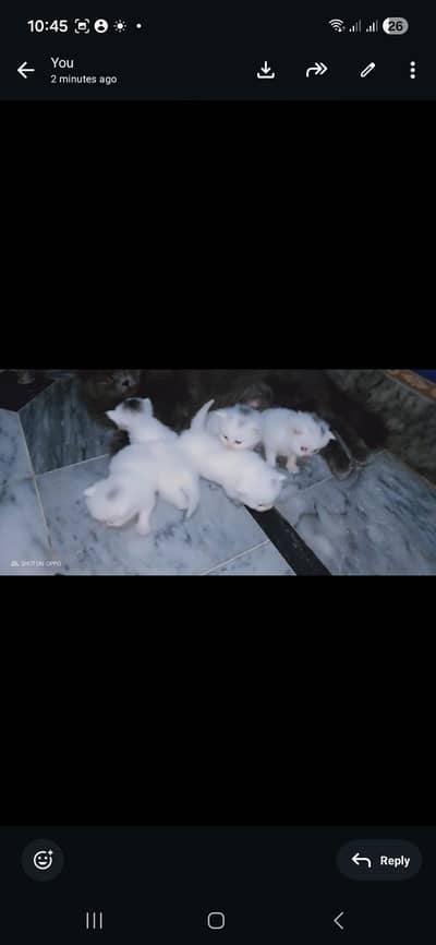 double coated russian kittens