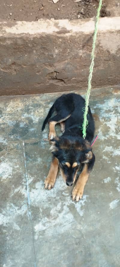 Female mix bred jarmen +labra 15000 fnf no bargaining