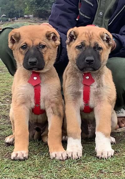 durgesh kangal dog prayer full security available for sale