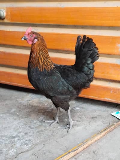 Andy deny wali hain sb