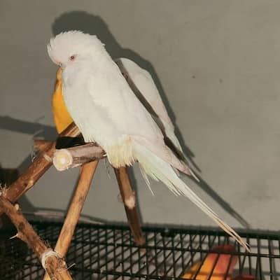 king size exhibition Budgie Australian under size albino full white