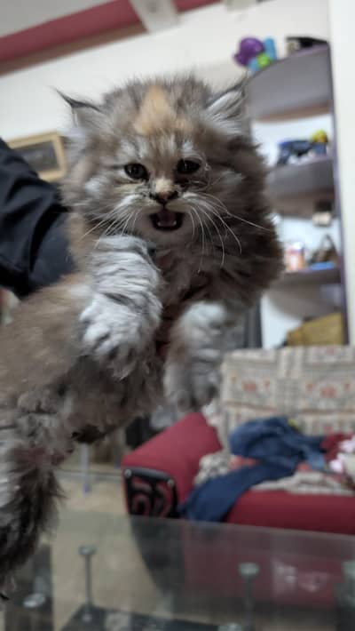 Triple coated Persian  Kitten (03442212683)